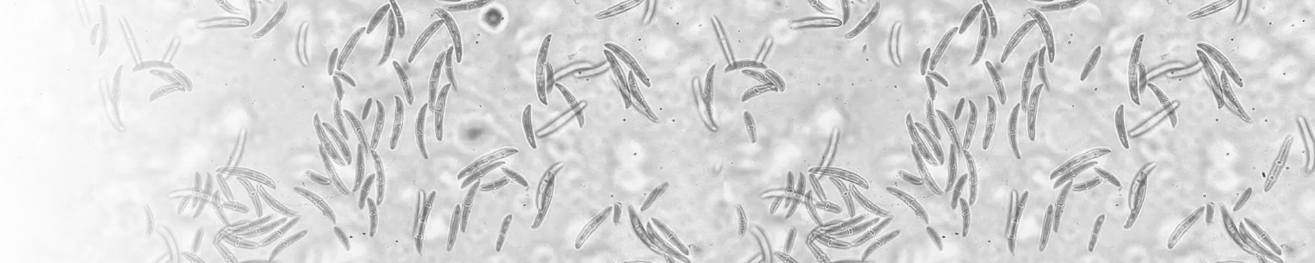 Fusarium Protein Toolkit